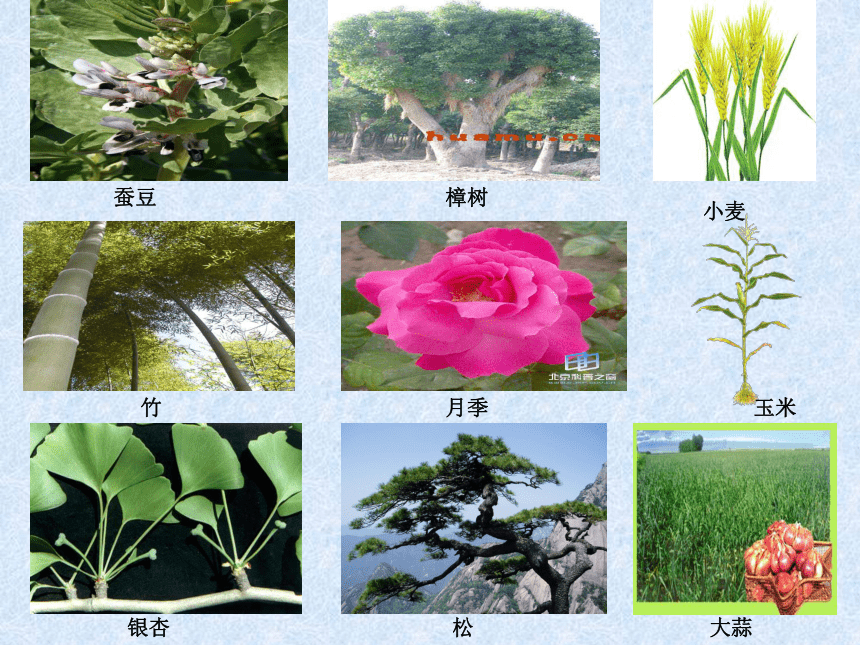 6.2植物的主要类群
