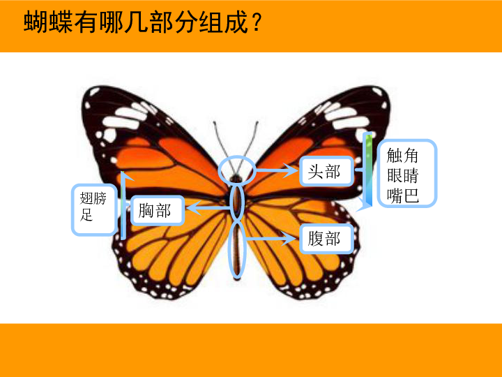 蝴蝶的形态结构特征图图片