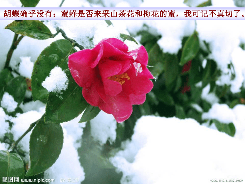 雪课件