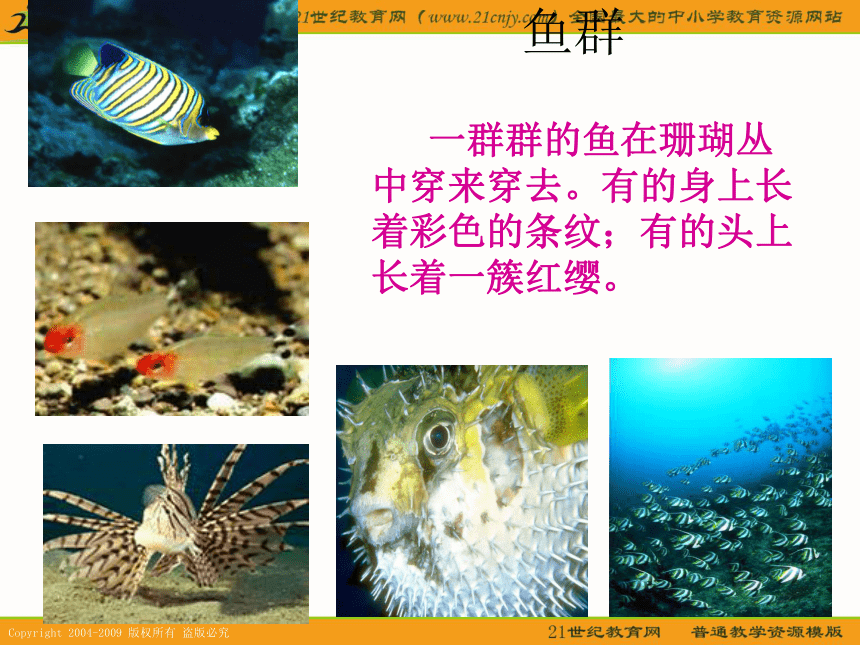 三年级语文下册课件 富饶的西沙群岛 2（北京版）