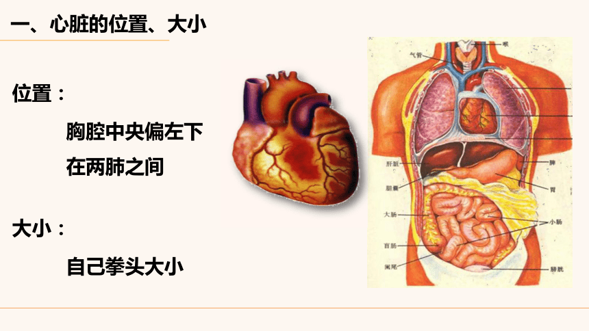 人教版生物七年級下冊443輸送血液的泵心臟第1課時課件16張ppt