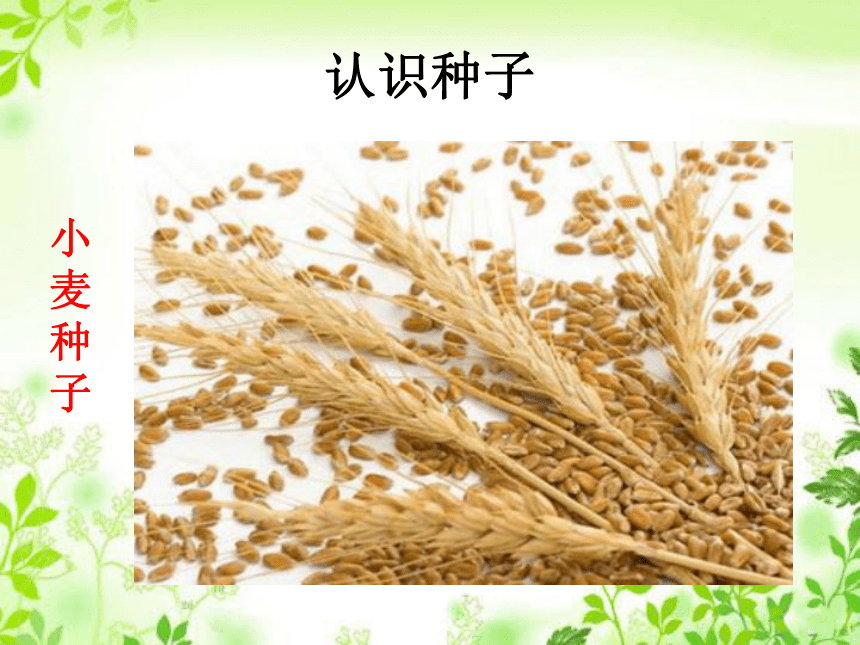 《种子发芽》课件