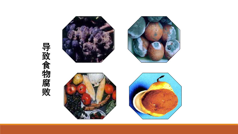 人教版八年级上册五单元 第四章 第五节 人类对细菌和真菌的利用 课件（共28张PPT）