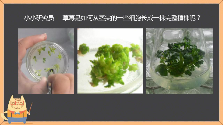 1植物体的组成 课件(20张ppt)