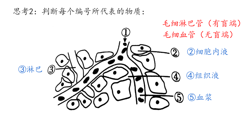 血浆淋巴组织液模型图图片