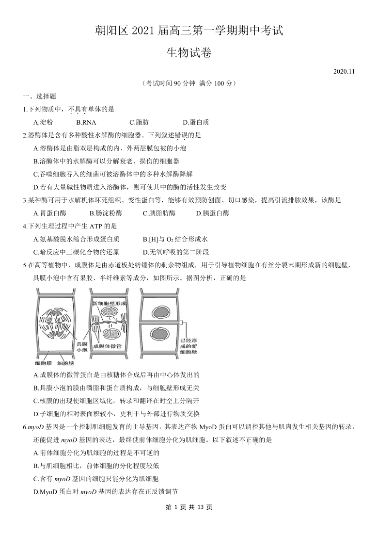 北京市朝阳区2021届高三上学期期中考试生物试题