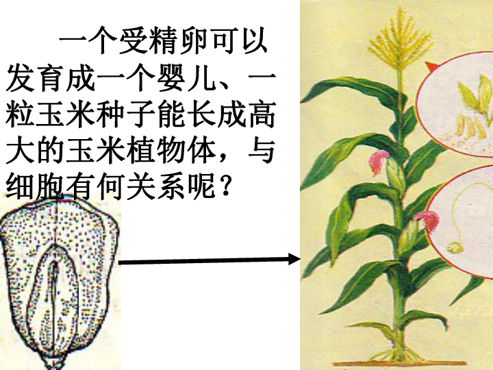 玉米植株各部位名称图片