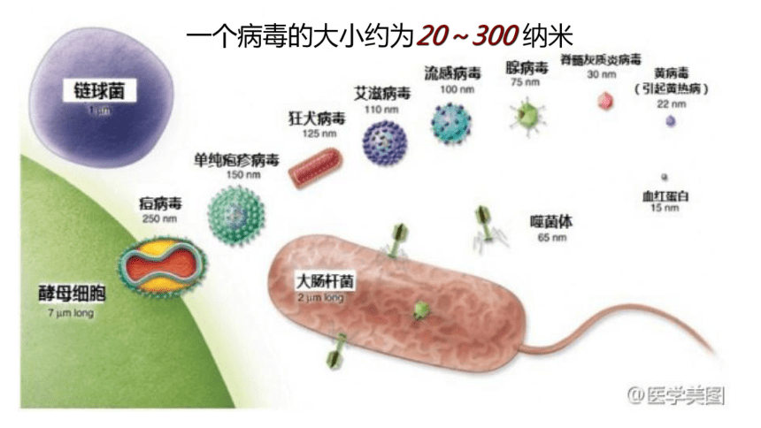 14.3神奇的微生物----病毒 课件(共31张PPT)