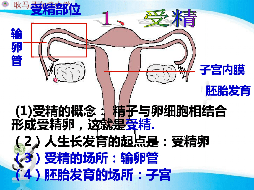 人体七大系统复习 期末总复习 课件（64张PPT）