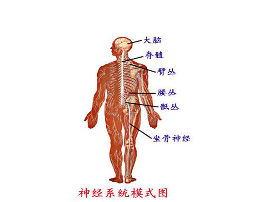 人的神经线图图片