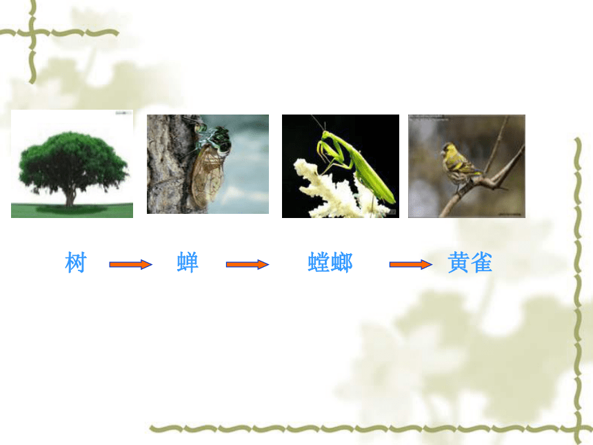 2.3有趣的食物联系 课件