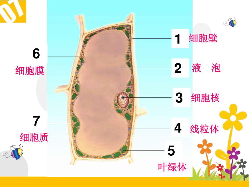 (共23張ppt)植物細胞的結構和功能02洋蔥鱗片葉表皮細胞番茄果肉細胞