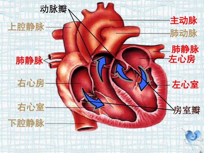 七年级下册心脏结构图图片