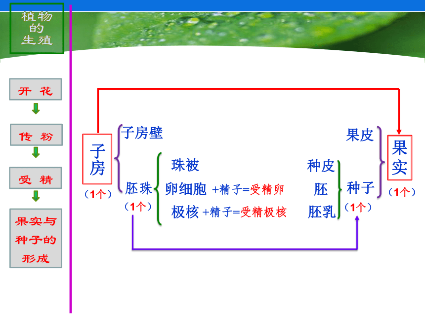 苏科版八年级上册生物 19.2植物的生长发育 课件（18张PPT）