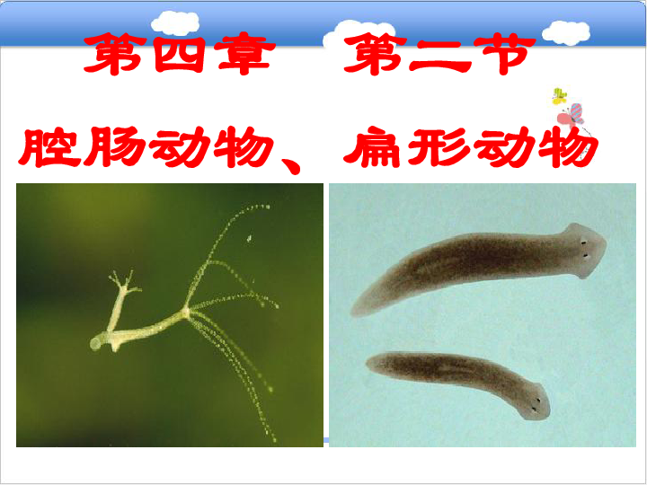 七年級生物上冊42腔腸動物和扁形動物課件新版冀教版30張ppt