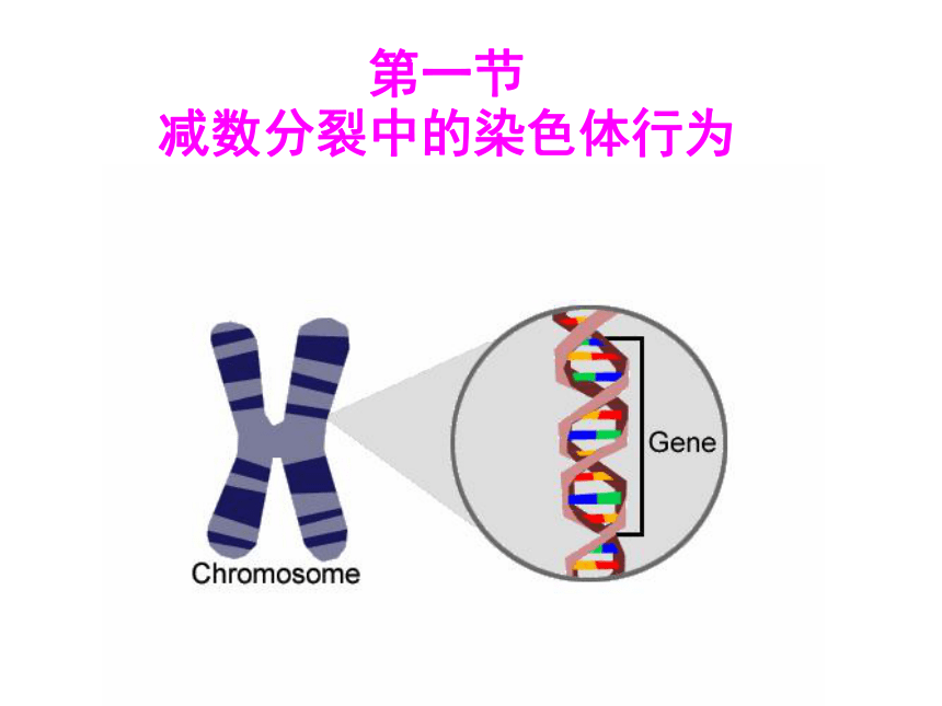减数分裂中的染色体行为
