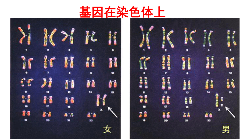 一轮复习222基因在染色体上共20张ppt