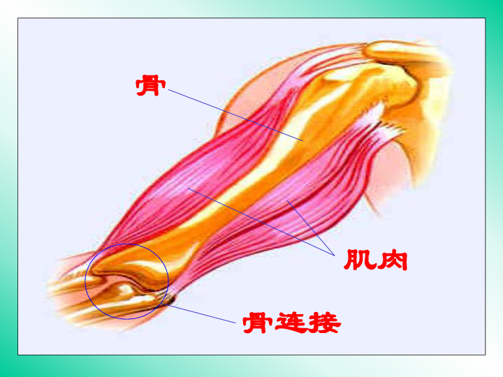 动物的运动