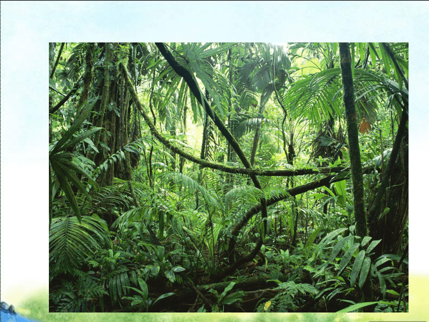 语文版八年级上第四单元15《雨林的毁灭——世界性灾难》课件(47张)