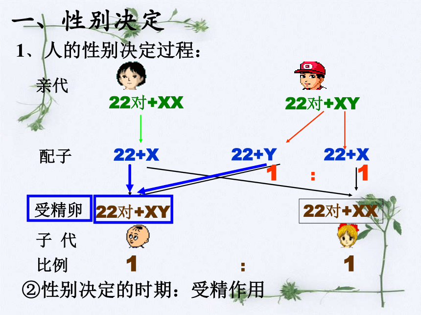 伴性遗传课件