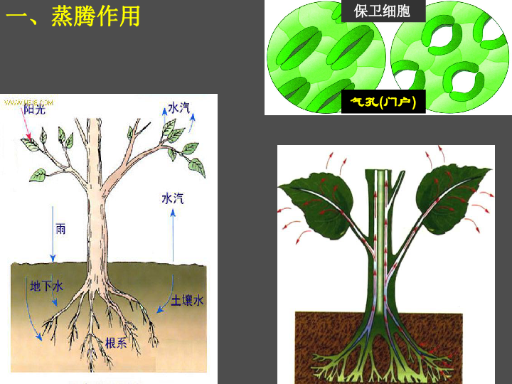 綠色植物三大作用專題複習