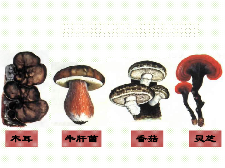 冀教版八上生物 5.2.2食用真菌 课件  (23张PPT)