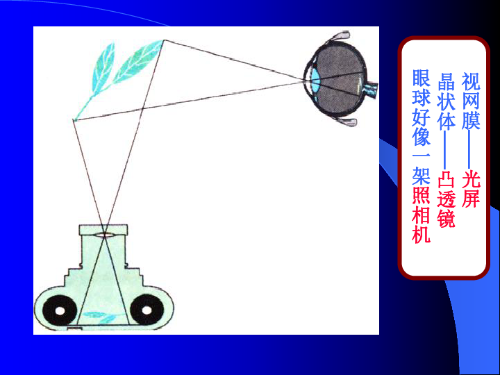 教科版八年级上册物理  4.6神奇的眼睛 课件   (24张PPT)