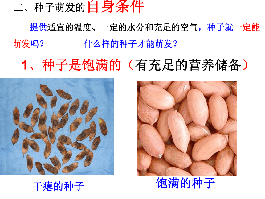 3.2.1种子的萌发课件(共20张PPT)2021-2022学年人教版生物七年级上册