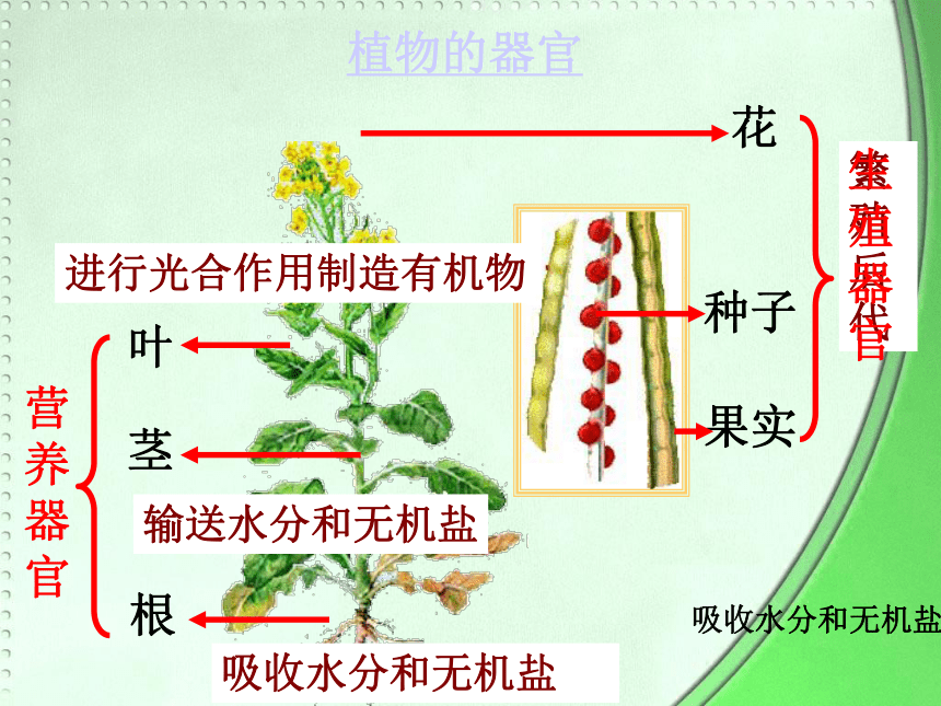 2017云南中考试题研究 生物 名师ppt 植物体的结构层次