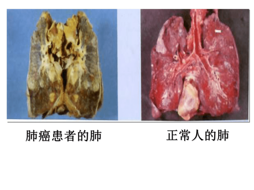 课题1 人类重要的营养物质(共26张PPT)