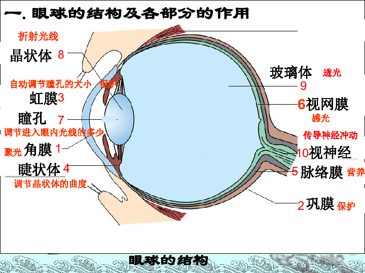 眼球基本结构示意图图片