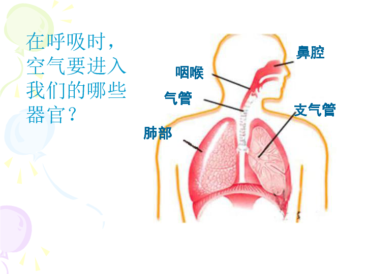 4.2肺和呼吸 课件（13张PPT）