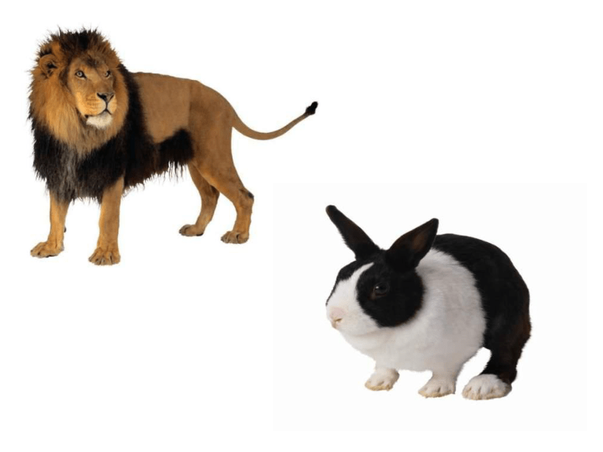 语文二年级下北师大版《狮子和兔子》课件