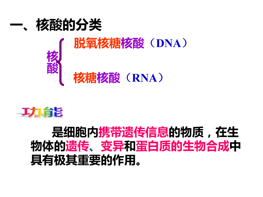 人教版必修1第二章第3节遗传信息的携带者——核酸（共28张PPT）