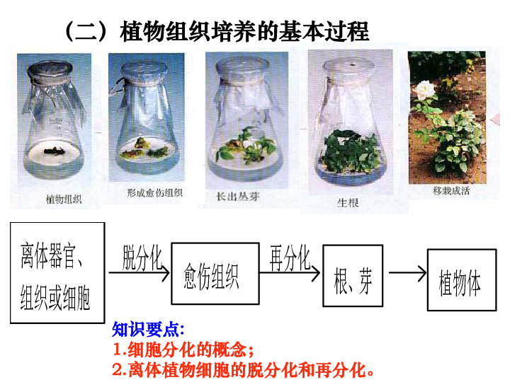 浙科版高中生物选修1第4部分试验11植物的组织培养（共25张PPT）