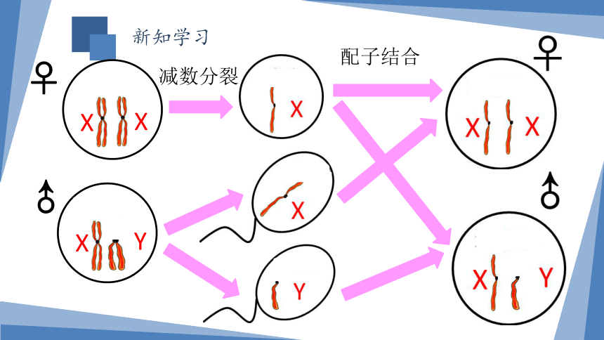 高中生物浙教版必修二第二章第三节性染色体与伴性遗传（终）