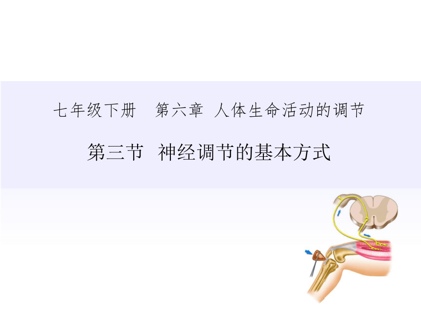 2020-2021学年人教版七年级生物下册4.6.3 神经调节 课件 （39张PPT）