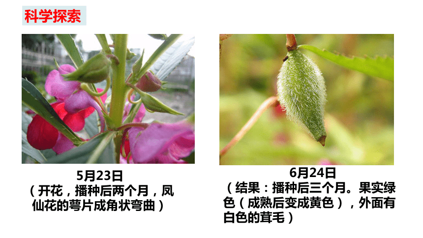 凤仙花的雄蕊和雌蕊图片
