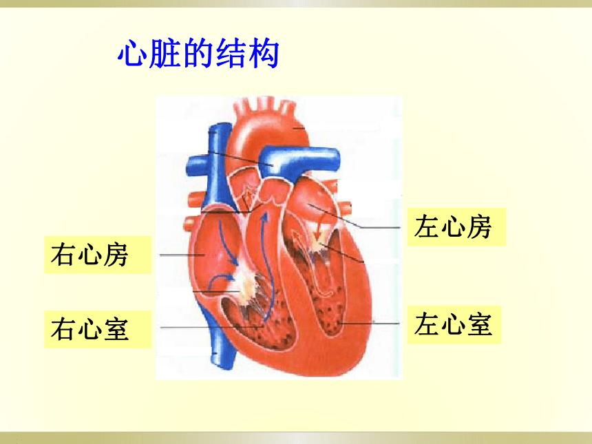 2 心脏和血管 课件