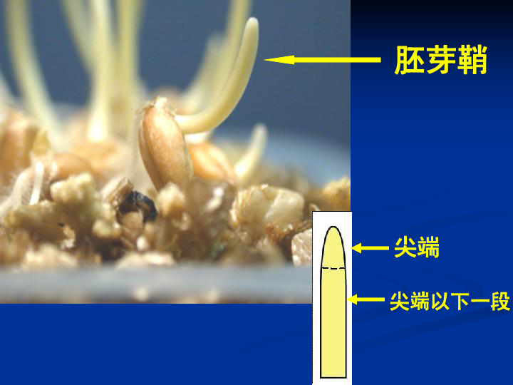 玉米胚芽鞘图片图片