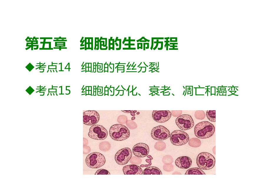 2019届高考生物A版一轮复习课件：第五章细胞的生命历程(共53张PPT)