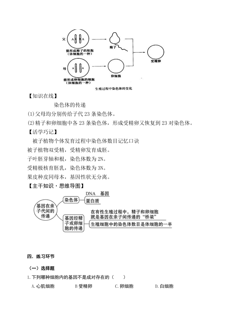 第七单元 第二章 第二节 基因在亲子代间的传递 人教版八年级下册生物导学案（含答案）