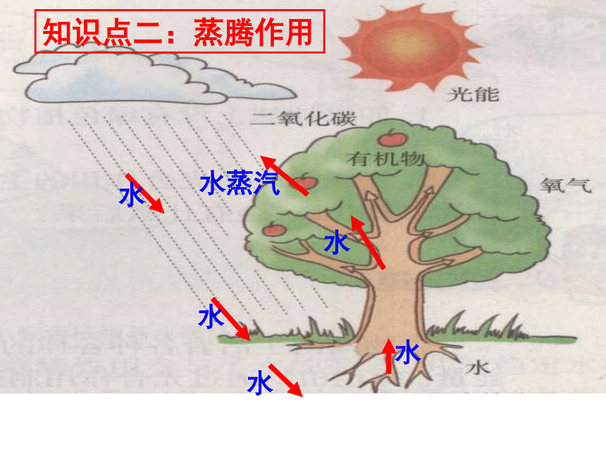 济南版生物七上专题二生物圈中的绿色植物课件（40张ppt）