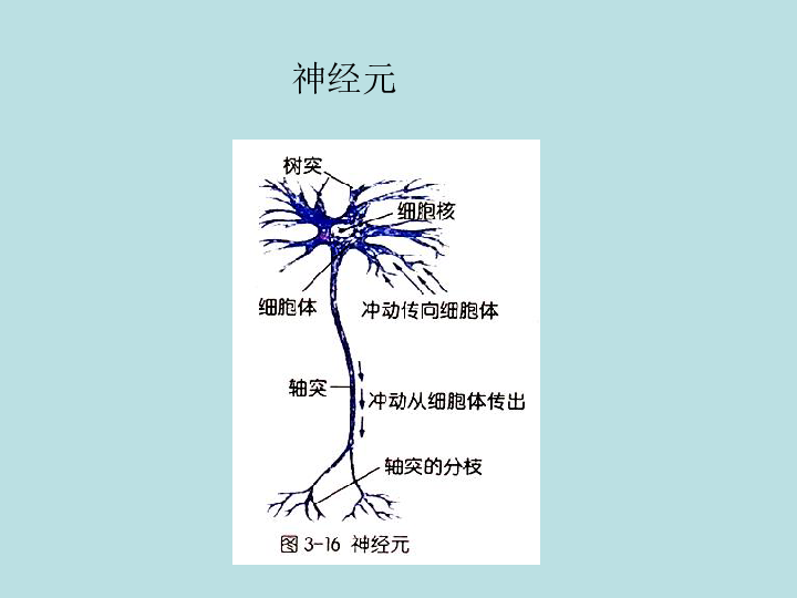 上海版八年级上册生物  2.1.3 神经调节的基本方式--反射 课件 (17张PPT)
