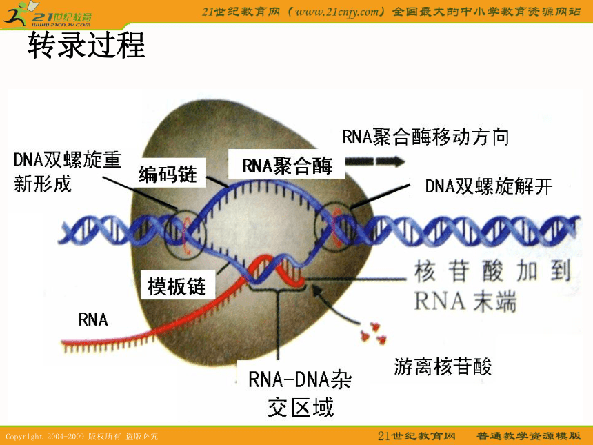 浙江省2010年生物培训课件： 遗传信息的表达（衢州高级中学）