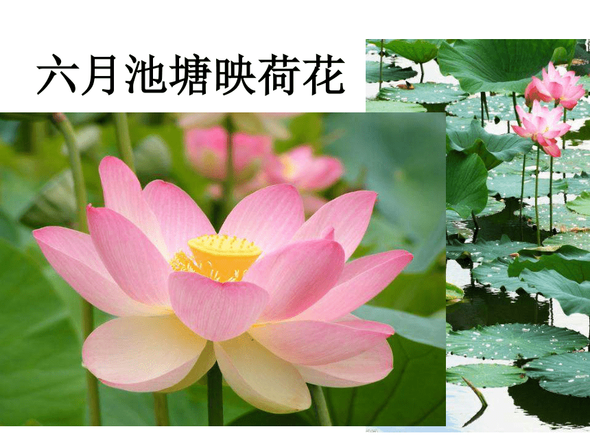 《中国的花》课件