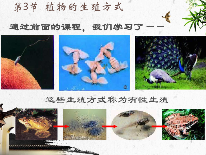 备课参考2015秋北师大版八年级生物上册课件第十九章第三节植物的生殖