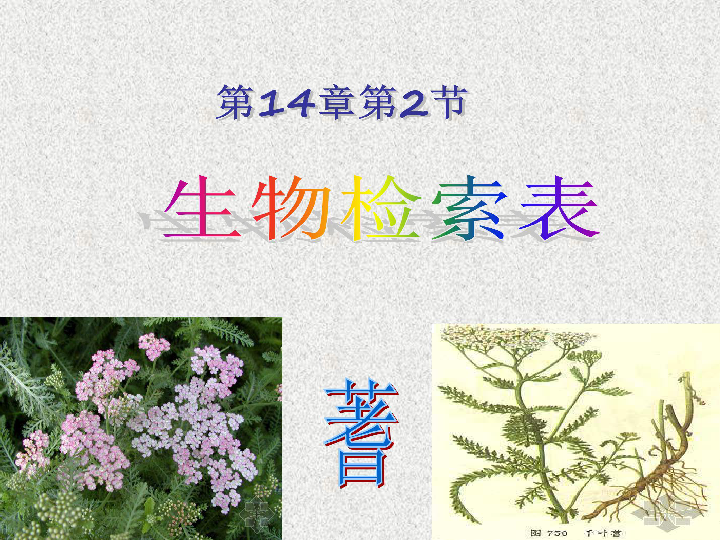 苏科版七下生物 14.2 生物检索表 课件（23张PPT）