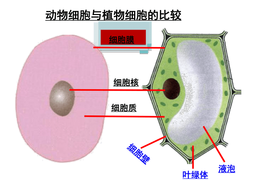 第3章第1節細胞的基本結構很熱功能 第3課時 動植物細胞臨時裝片的