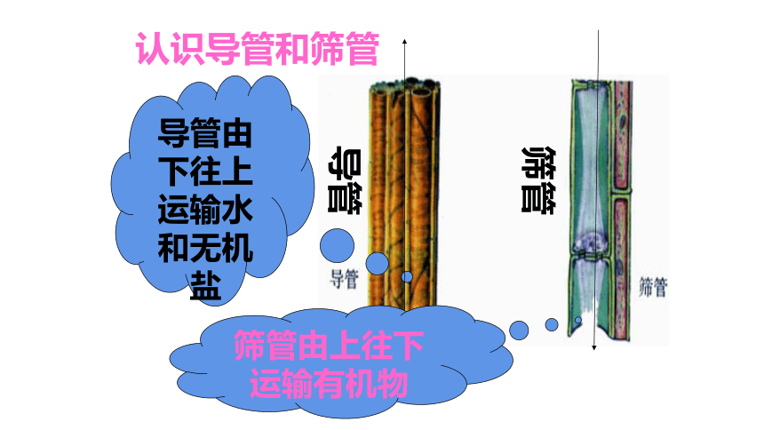 筛管及伴胞的示意图图片